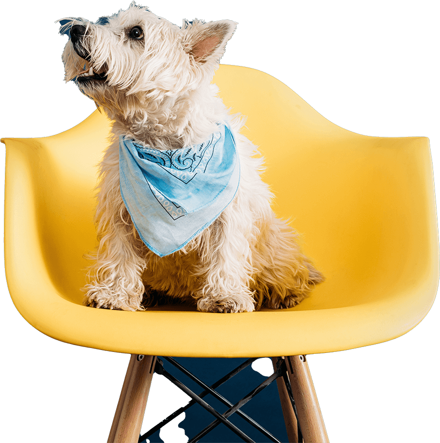 slider-home-elemento-